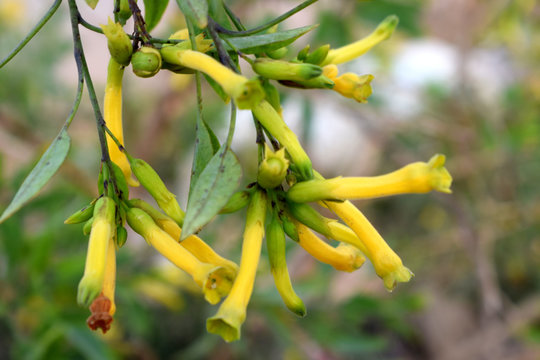 Tree tobacco (Nicotiana glauca) Plant Nicotiana glauca Cestrum Nocturnum yellow flower with green leaves
