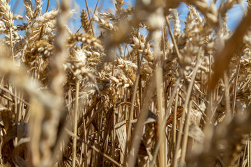 ein großes Feld mit Weizen