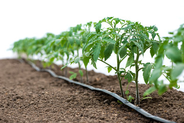 Tomato plants in a greenhouse and drip irrigation sistem - selective focus, white background