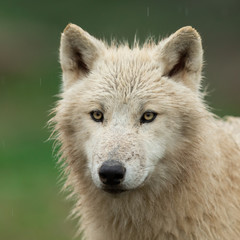 Obraz premium White wolf in the rain