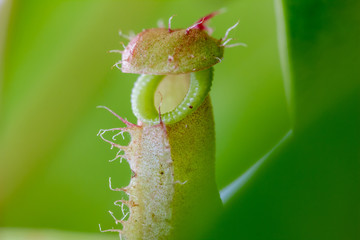 Detailaufnahme von einer Kannenpflanze