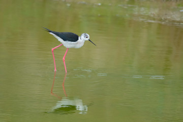 Black-winged stilt in the water