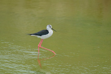 Black-winged stilt in the water