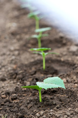 Cucumber seedlings growing in a greenhouse - selective focus, copy space, white background, vertical orientation