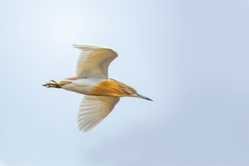 Squacco heron in flight