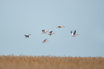 Pelicans flying over the reed