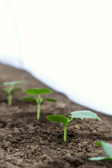 Cucumber seedlings growing in a greenhouse - selective focus, copy space, white background, vertical orientation