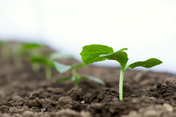 Cucumber seedlings growing in a greenhouse - selective focus, copy space, white background