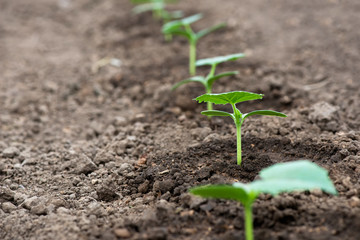 Cucumber seedlings growing in a greenhouse - selective focus, copy space, white background