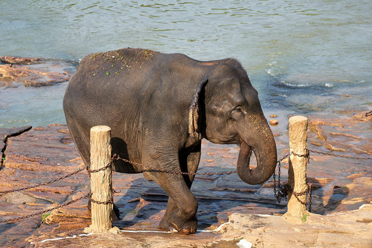 Elephants Bathing in Jungle River of Sri Lanka