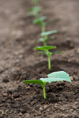 Cucumber seedlings growing in a greenhouse - selective focus, copy space, white background, vertical orientation