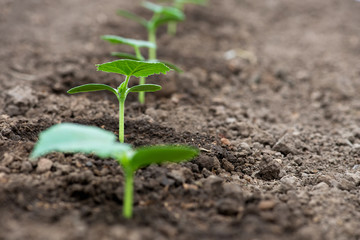 Cucumber seedlings growing in a greenhouse - selective focus, copy space, white background