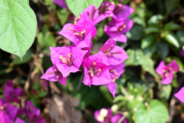  wonderful Bougainvillea spectabilis flower for gardening 