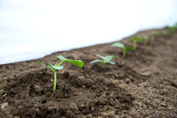 Cucumber seedlings growing in a greenhouse - selective focus, copy space, white background