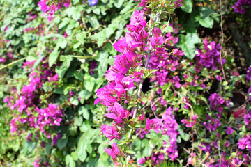  wonderful Bougainvillea spectabilis flower in a garden 