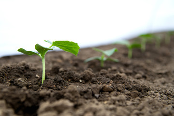 Cucumber seedlings growing in a greenhouse - selective focus, copy space, white background