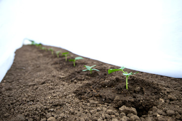 Cucumber seedlings growing in a greenhouse - selective focus, copy space, white background