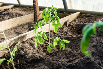 Gardener hands planting a tomatoes seedling in soil.