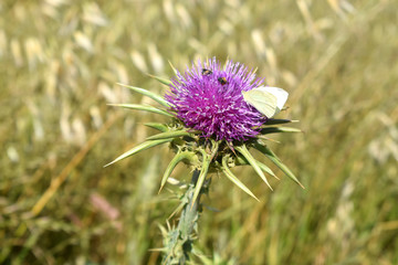 Silybum marianum or cardus marianus, milk thistle, blessed milkthistle, Marian thistle, Mary thistle, Saint Mary's thistle, Mediterranean milk thistle, variegated thistle and Scotch thistle