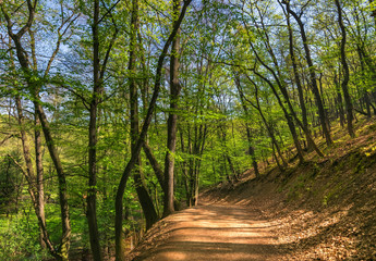 Fototapeta na wymiar Walking trip in Kunratice Forest, Prague, Europe, Czech Republic