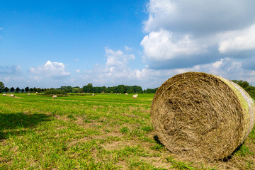 ein Feld mit Strohballen, bei blauem Himmel