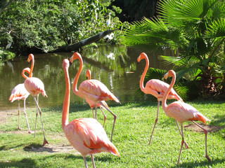 Flamingos im Sarasota Jungle Gardens © Klaus Nowottnick