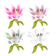 Fototapeta na wymiar Stem Lily flower four colored and pink Lilium candidum, on a white background vintage vector illustration editable Hand draw