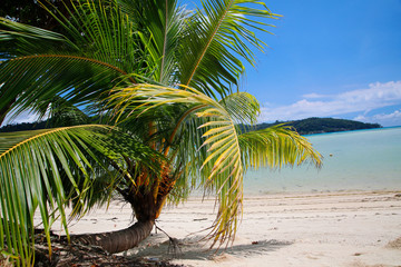 Kokospalme am Strand, Insel Mahe, Seychellen, Afrika