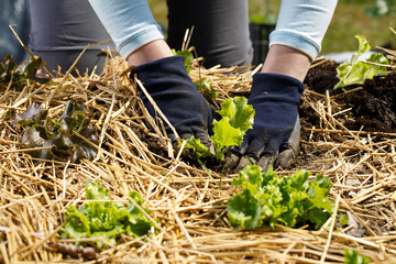 Gardener planting lettuce seedlings in freshly ploughed and straw mulched garden beds.