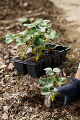 Gardener planting strawberry seedlings in freshly ploughed garden beds. 