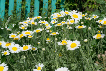 Fototapeta premium white flowers on green background