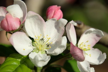 Open blossoms from apple tree 