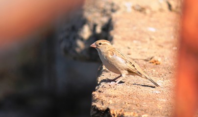 sparrow on fence