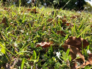 ポカポカ陽気でカエルも元気