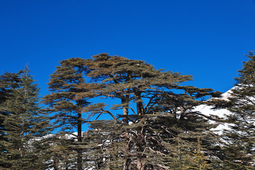 Cedars, Qadisha Valley, Lebanon