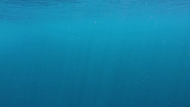 sehr viel Plankton (Organismen) im Meer