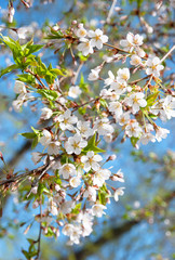 Blooming cherry tree
