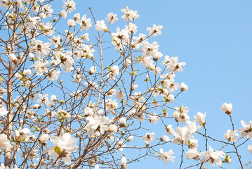 Blooming magnolia tree