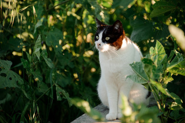 Homeless attentive cat standing among green leaves