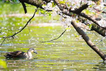 Spot billed duck swims on a pond where sakura petals float below a blossoming sakura tree in spring.