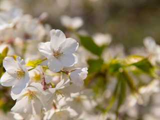 青空に葉桜
