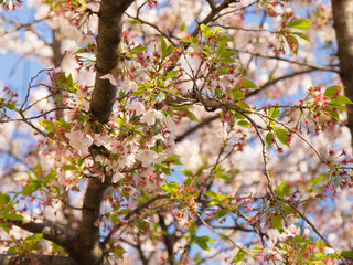 青空に葉桜