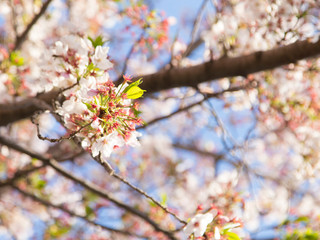 青空に葉桜