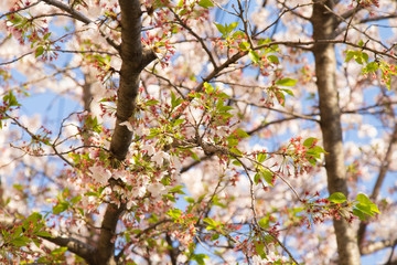 青空に葉桜
