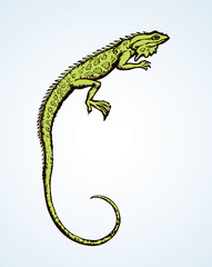 Iguana. Vector drawing