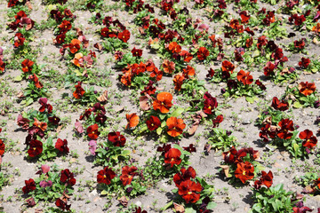 Flores de color rojo con tierra.