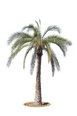 Obraz premium Palm tree isolated on white background.Clipping path.