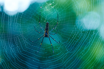 Nephila Pilipes is Dangerous Spider of Sri Lanka