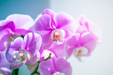 Orchid flowers on white background.
