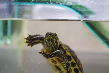 Sea, green turtle in a home aquarium